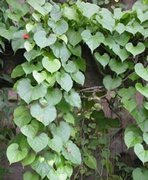 makabuhay plant benefits|Makabuhay Herbal Medicine, Health Benefits, Side Effects, .